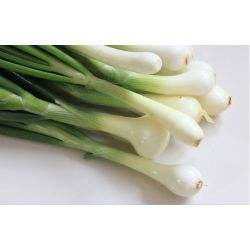 CEBOLLA DE VERDEO